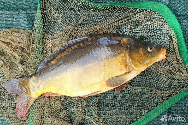 Рыба для пруда