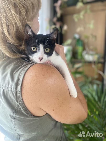 Котенок мальчик 3 месяца бесплатно