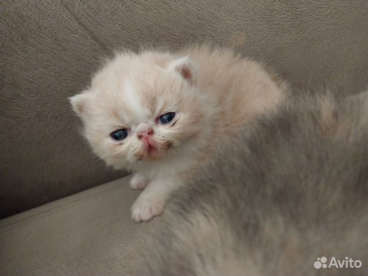 Экзотическая кошка