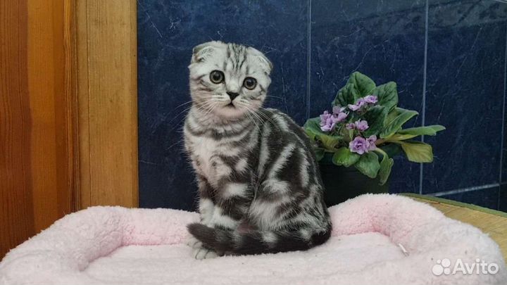 Шотландские вислоухие котята
