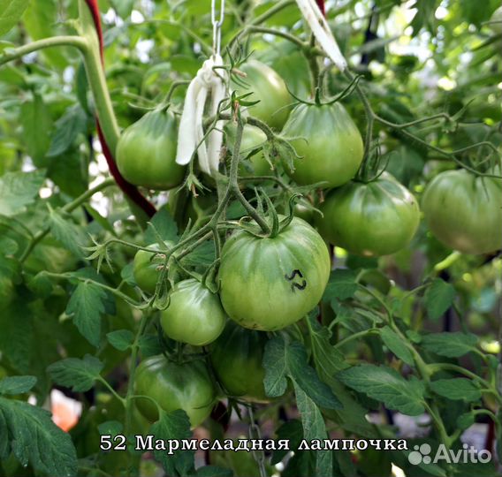 Томаты на еду.Семена коллекционных томатов