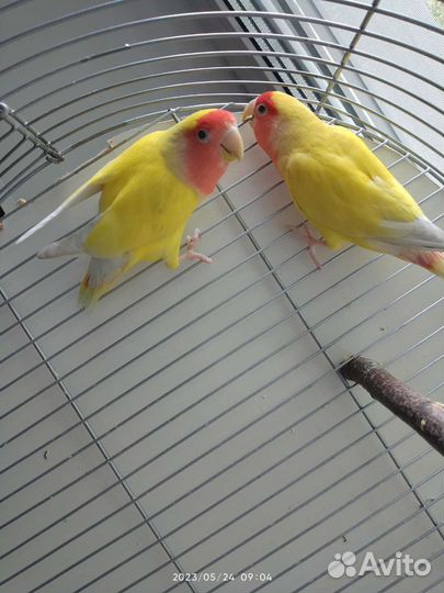 Попугаи неразлучники