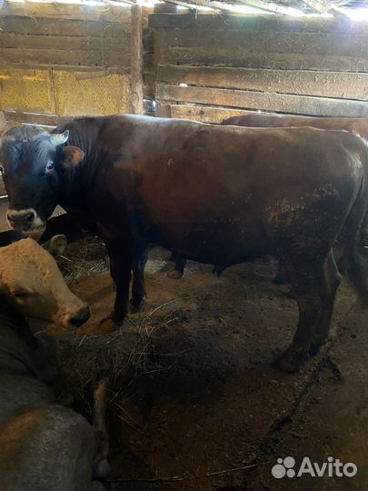 Бычки на мясо