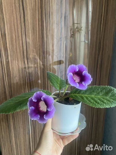 Глоксиния цветущая