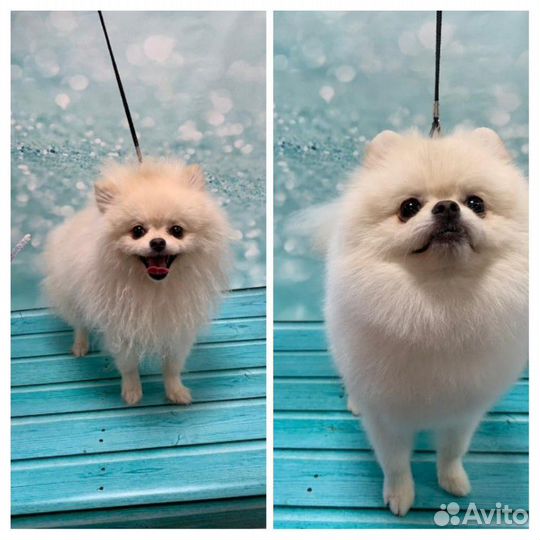 Стрижка собак и кошек