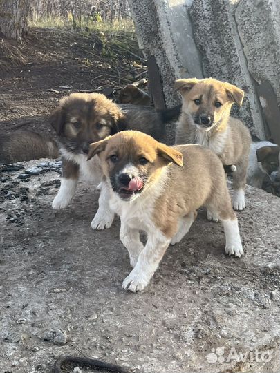 Щенки в добрые руки