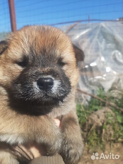 Щенки чау-чау