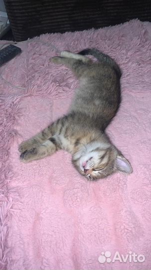 Котенок бесплатно в добрые руки