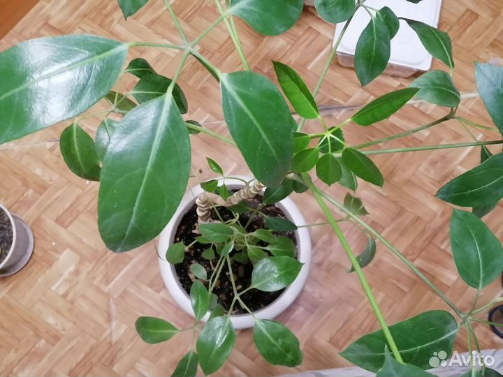 Шефлера Амате