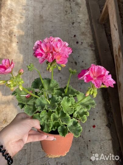 Пеларгония герань