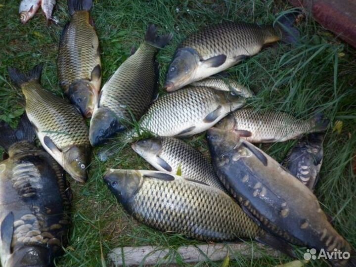 Платная рыбалка