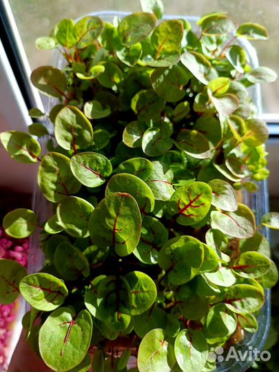 Микрозелень