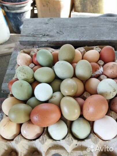Домашние куриные яйца
