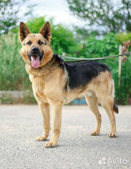 Домашнего Малыша сдали в приют