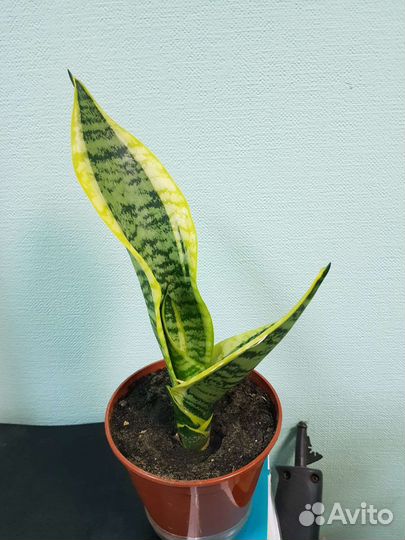 Сансевиерия