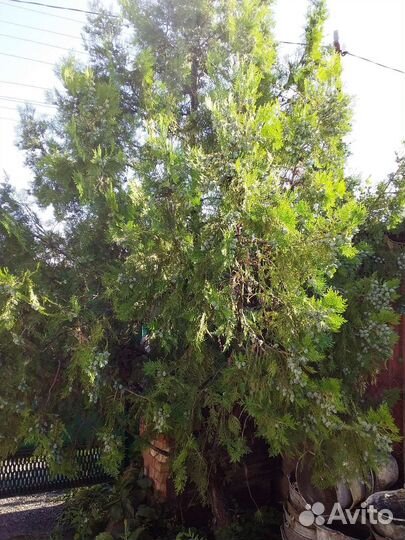 Туя смарагд