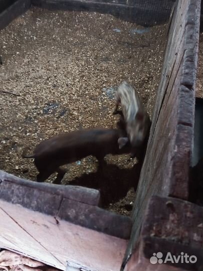 Продам поросят