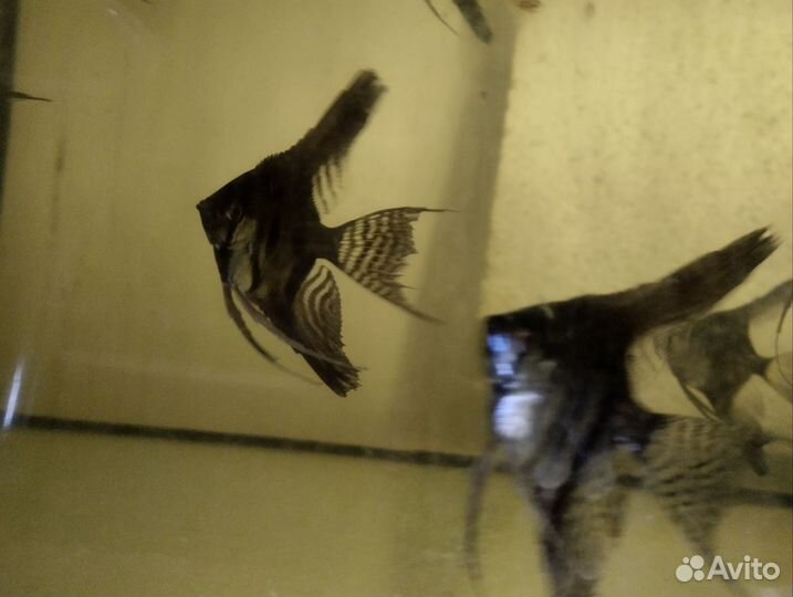 Аквариумные рыбки