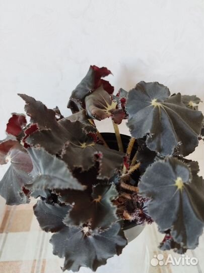 Бегония Черная мамба, фуксия, аглаонема
