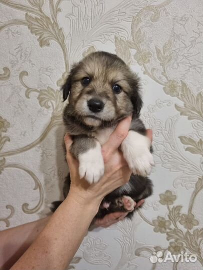 Щенки ищут хозяев