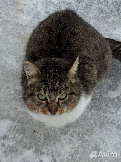 Кошечка мышеловка