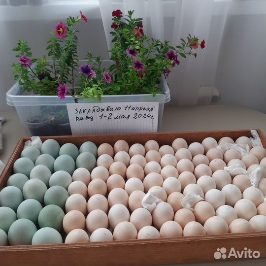 Китайские шелковые куры