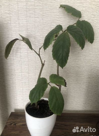 Филодендроны,Тетрастигма