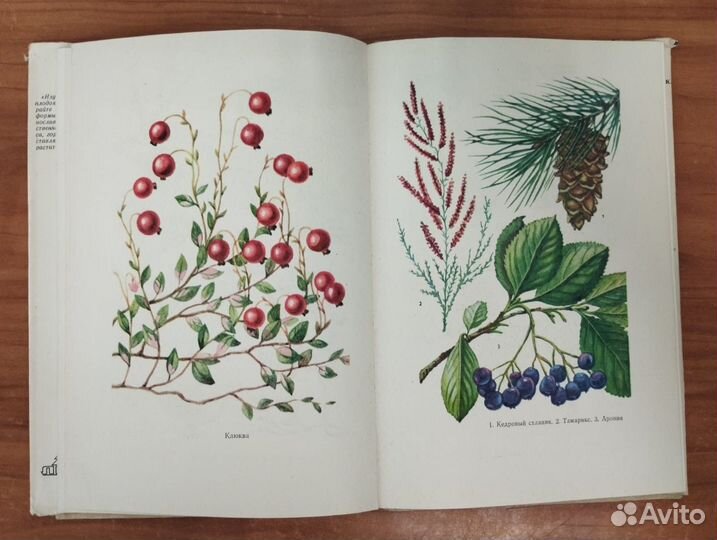 Ивченко С.И., Руденко В.Ф. Лесные плодовые растени