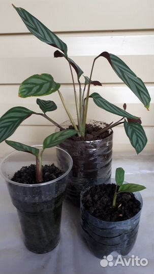 Калатея, золотой ус