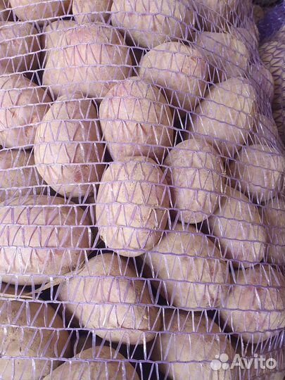 Семенной картофель