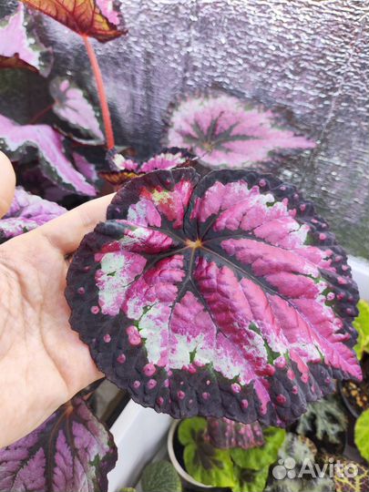 Бегония декоративно лиственная 200сортов, на срез