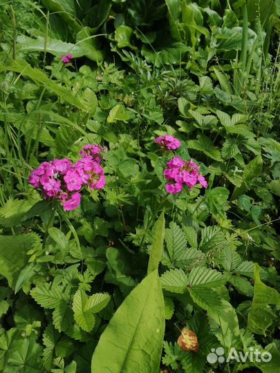 Турецкая гвоздика