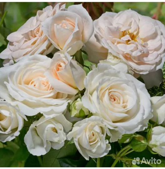 Роза на штамбе