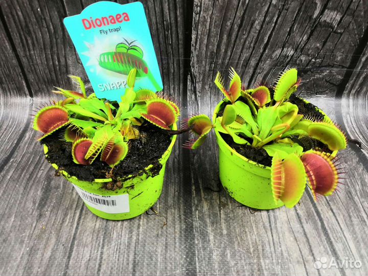 Дионея. Венерина мухоловка. Росянка, Непентес