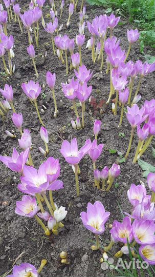 Садовые цветы