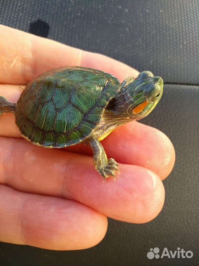 Черепашки красноухие