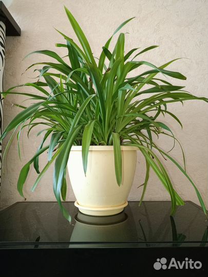 Хлорофитум