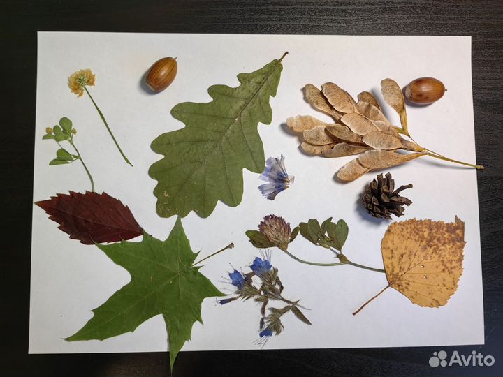 Наборы для поделок, гербария