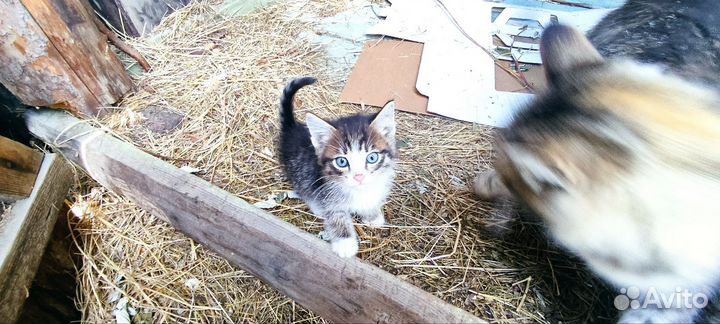 Котята от ловчей кошки