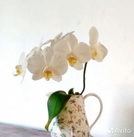 Орхидея фаленопсис