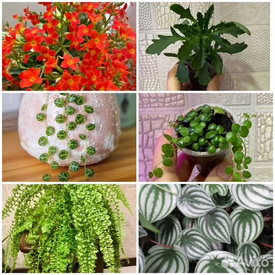 Комнатные растения