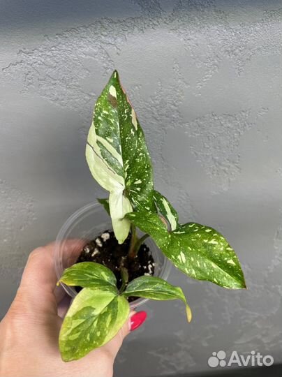 Сингониум рэд спот триколор