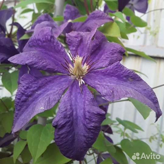 Клематисы,бадан,астра,жасмин