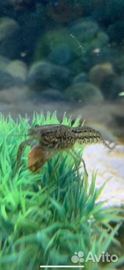 Аквариумные раки