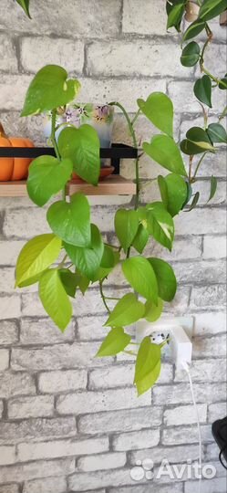 Сциндапсус неон