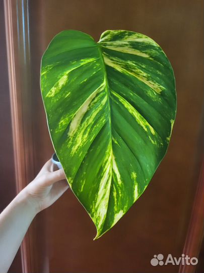 Epipremnum aureum 'Giganteum'