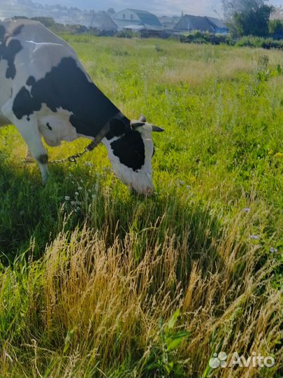 Продам телку 3 месяца