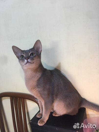 Абиссинская молодая кошка. 1,5 г