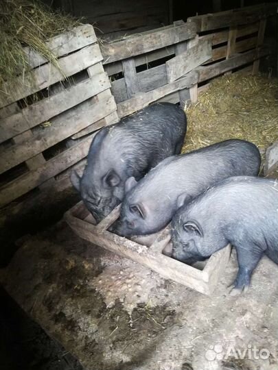 Вьетнамские вислобрюхие свинки