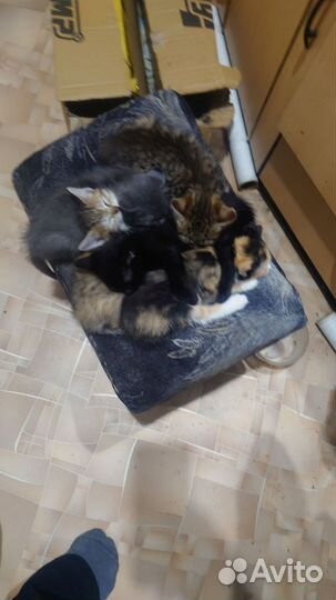 Котята